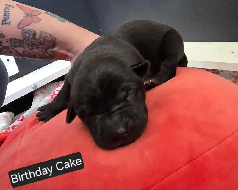 Birthday Cake thumbnail 4
