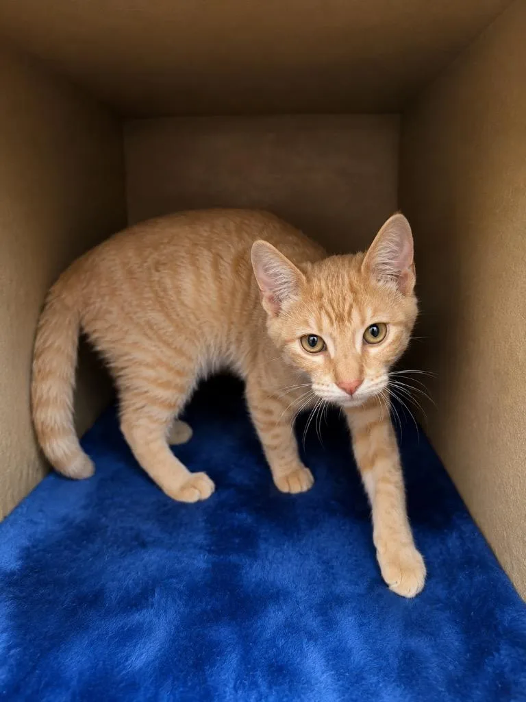 A baby medium-sized male Domestic Short Hair cat named Gweelok for adoption in Fort Lupton, CO