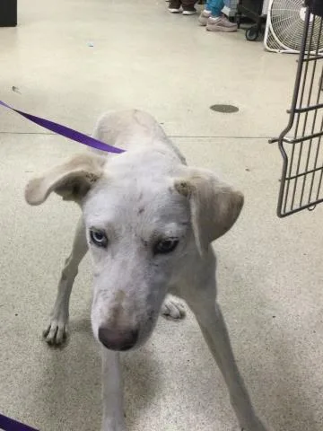A young medium-sized male Shepherd dog named Spanky for adoption in Riverside, CA