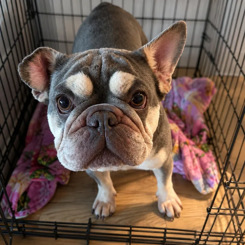 An adult small-sized female Brown / Chocolate French Bulldog dog named Hazel for adoption in Sonoma, CA