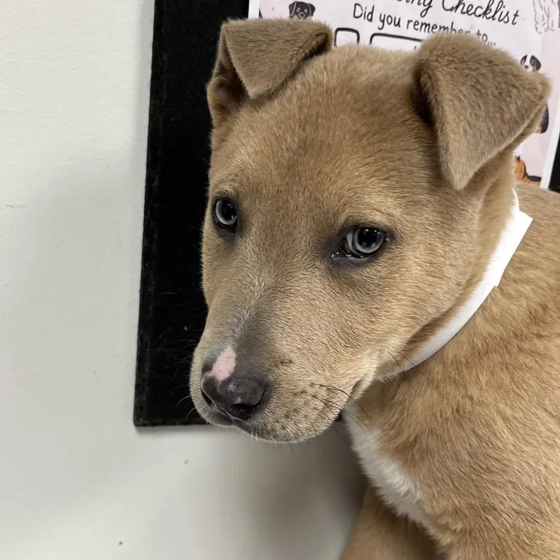 A baby small-sized male Apricot / Beige Shepherd dog named Mr. Peanut Butter for adoption in Parrish, AL