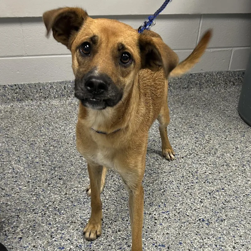 An adult medium-sized female Mixed Breed dog named Cinnamon for adoption in Greenville, SC