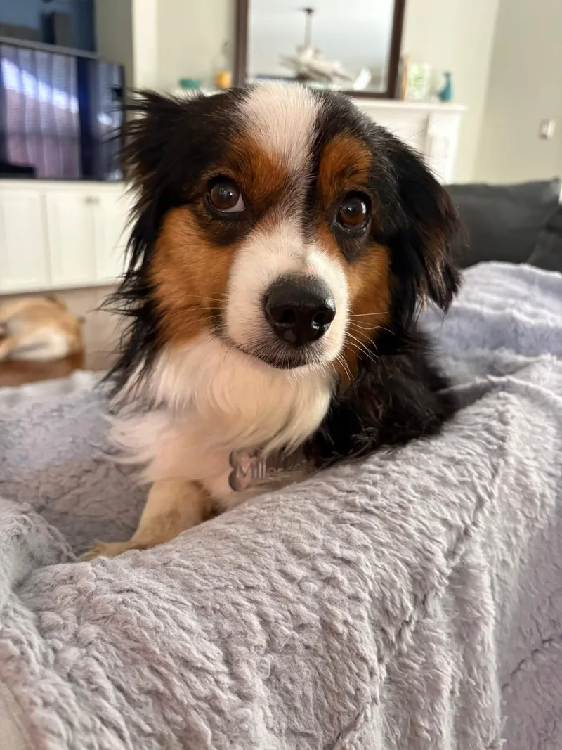 A young medium-sized female Australian Shepherd dog named Bailey Jo for adoption in Keller, TX