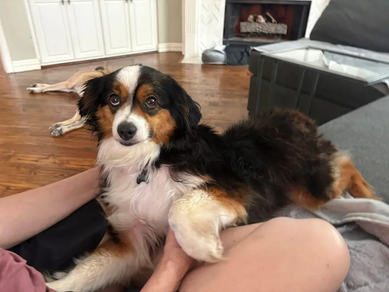 Bailey Jo thumbnail 4