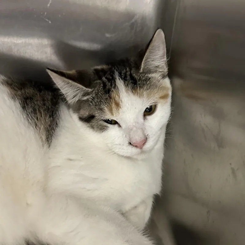 A young small-sized female Calico Domestic Short Hair cat named Butterscoth for adoption in Corbin, KY