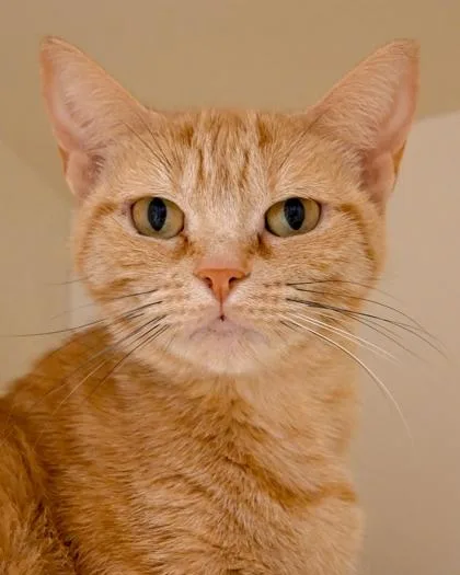 A senior large-sized female Domestic Short Hair cat named Connecticut for adoption in Chamblee, GA