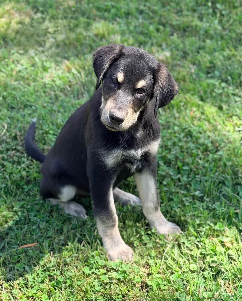 A baby medium-sized male Labrador Retriever dog named Roscoe for adoption in North Syracuse, NY