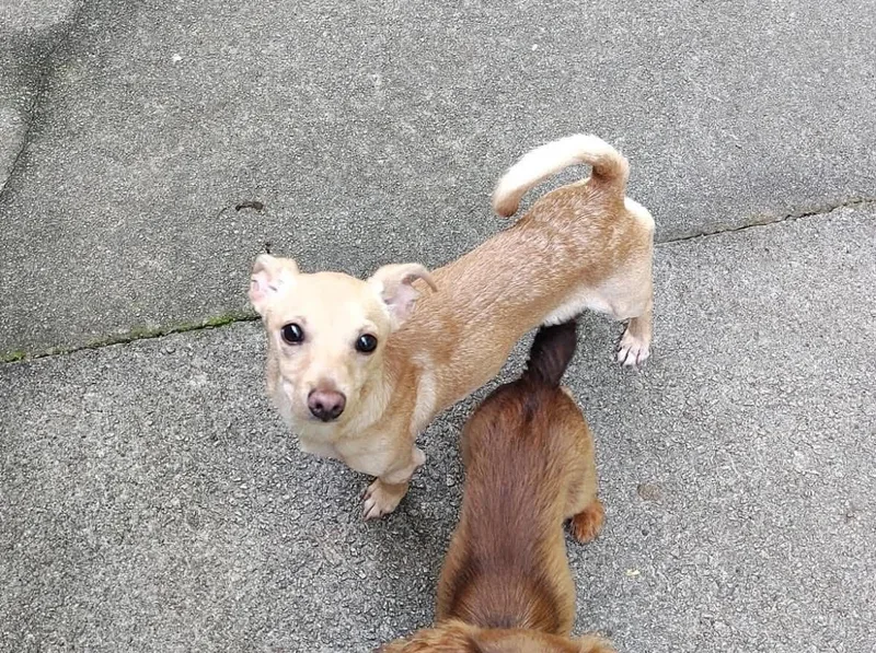A baby small-sized male Apricot / Beige Whippet dog named Sharkie for adoption in Uxbridge, MA