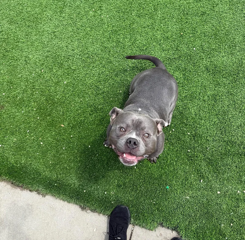 An adult medium-sized male American Bulldog dog named Cain for adoption in Cedar Rapids, IA