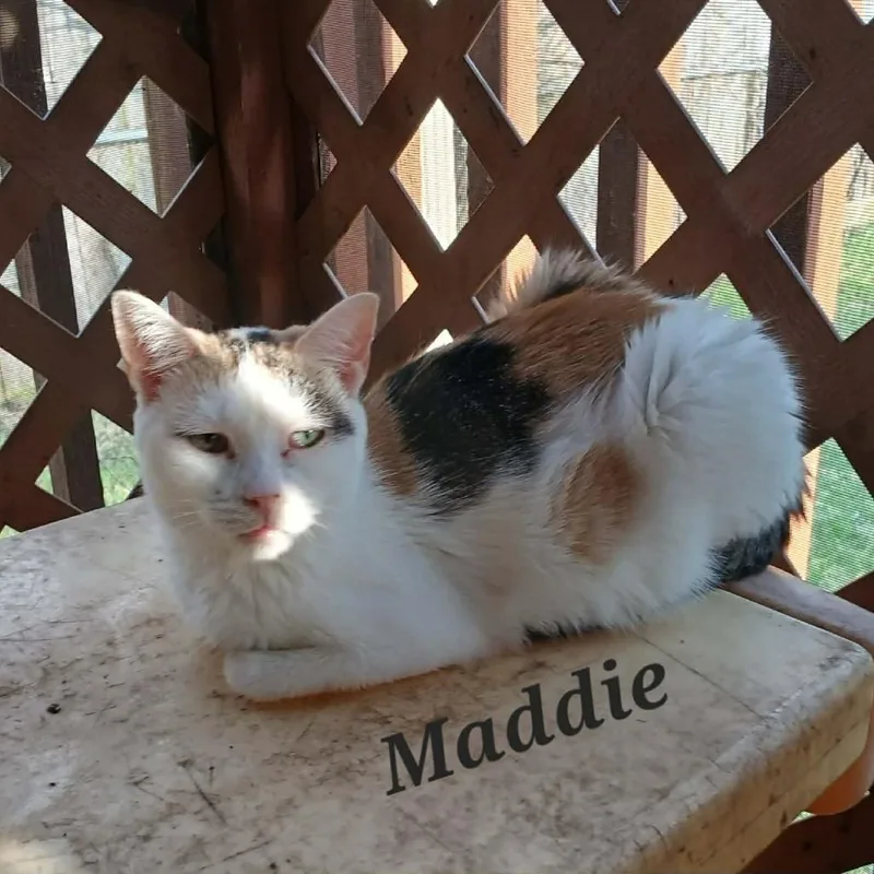 An adult small-sized female Calico Domestic Short Hair cat named Maddie for adoption in Richmond, IN