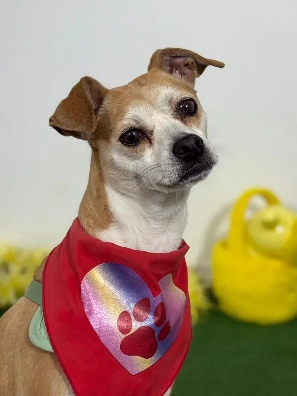 A young small-sized female Yellow / Tan / Blond / Fawn Chihuahua dog named Bibi for adoption in Carlsbad, CA