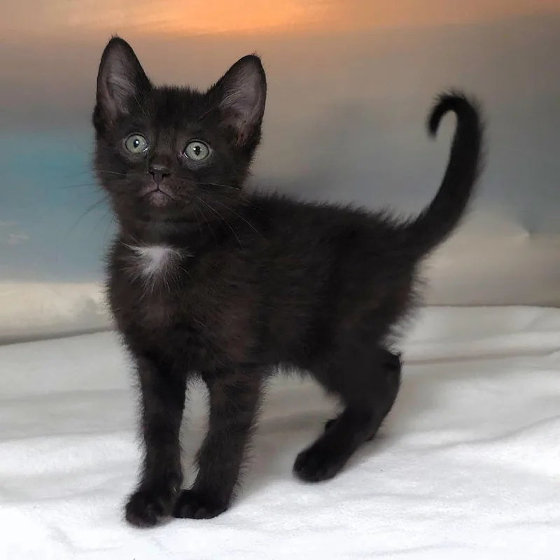 A baby small-sized female Black Domestic Short Hair cat named Buschy for adoption in Michigan City, IN