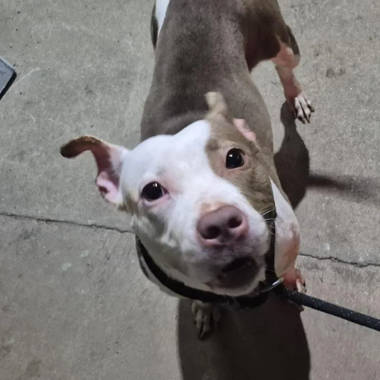 An adult medium-sized female Brown / Chocolate Pit Bull Terrier dog named Roxanna for adoption in Montgomery, AL