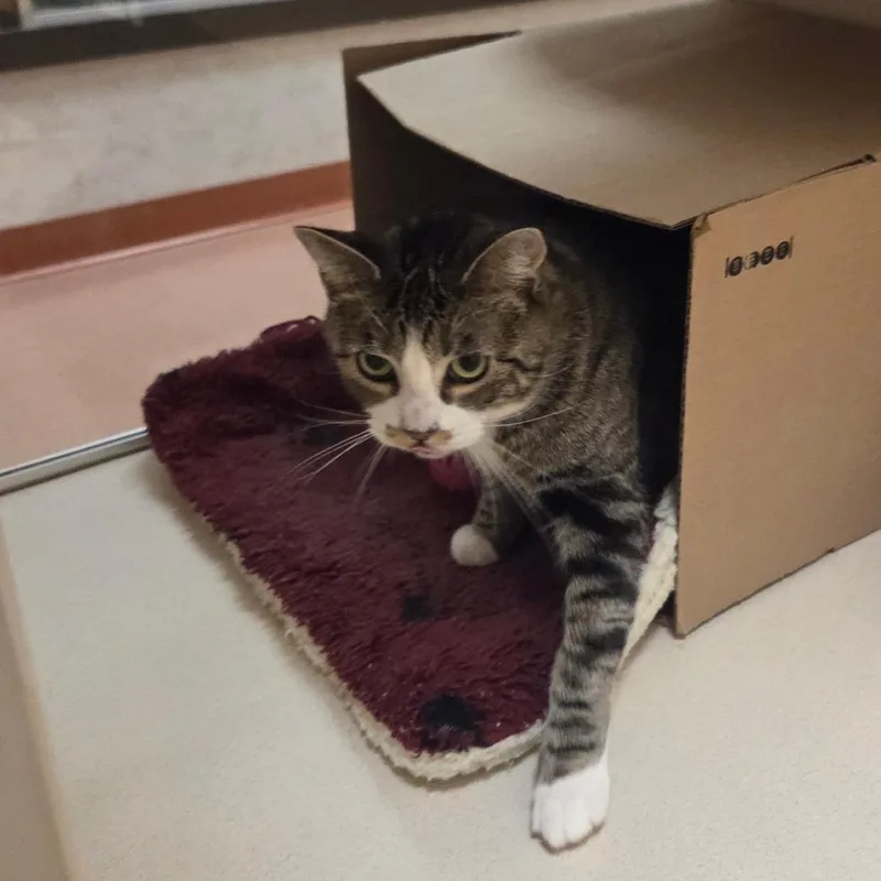 A young large-sized female Gray / Blue / Silver Domestic Short Hair cat named Gianna for adoption in Ballston Spa, NY