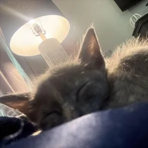 A baby small-sized female Gray / Blue / Silver Russian Blue cat named Stormy for adoption in Liverpool, TX