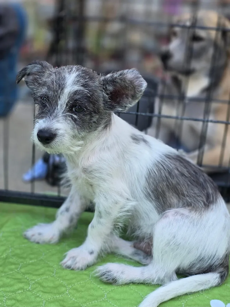 A baby small-sized male Terrier dog named Bart for adoption in Penryn, CA
