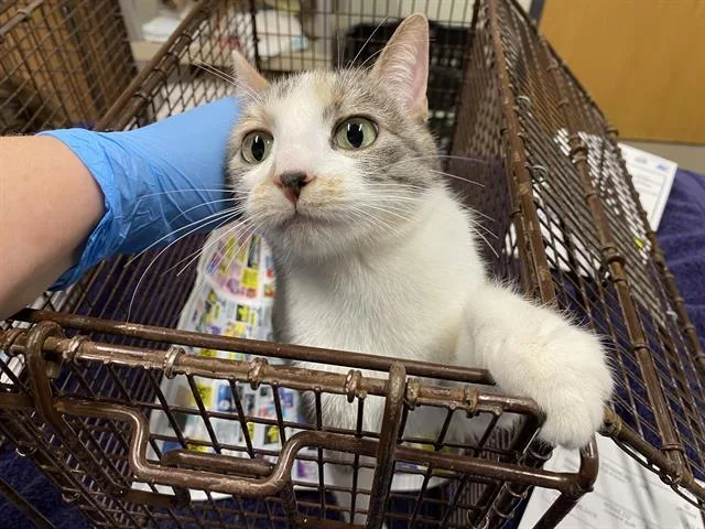 An adult medium-sized female Domestic Short Hair cat named Meow Meow for adoption in Modesto, CA