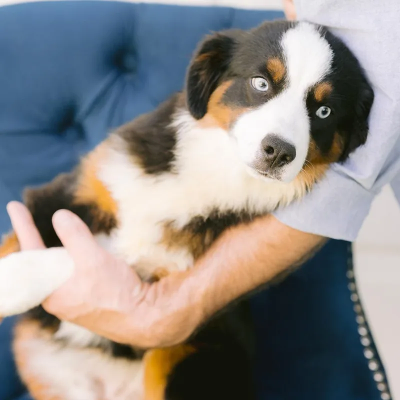 A young medium-sized male Australian Shepherd dog named Snap for adoption in Zionsville, IN
