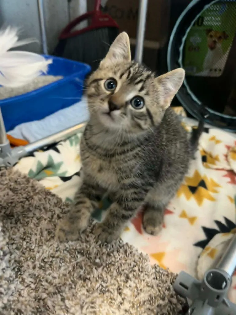 A baby medium-sized male Domestic Short Hair cat named Moose for adoption in Marion, OH