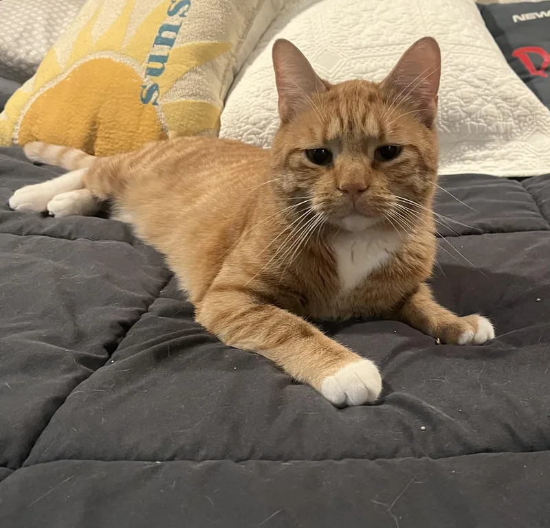 An adult medium-sized male Orange / Red Domestic Short Hair cat named Otis for adoption in Manchester, CT