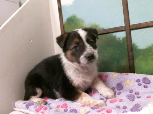 A baby small-sized female German Shepherd Dog dog named Lucy for adoption in Houston, TX