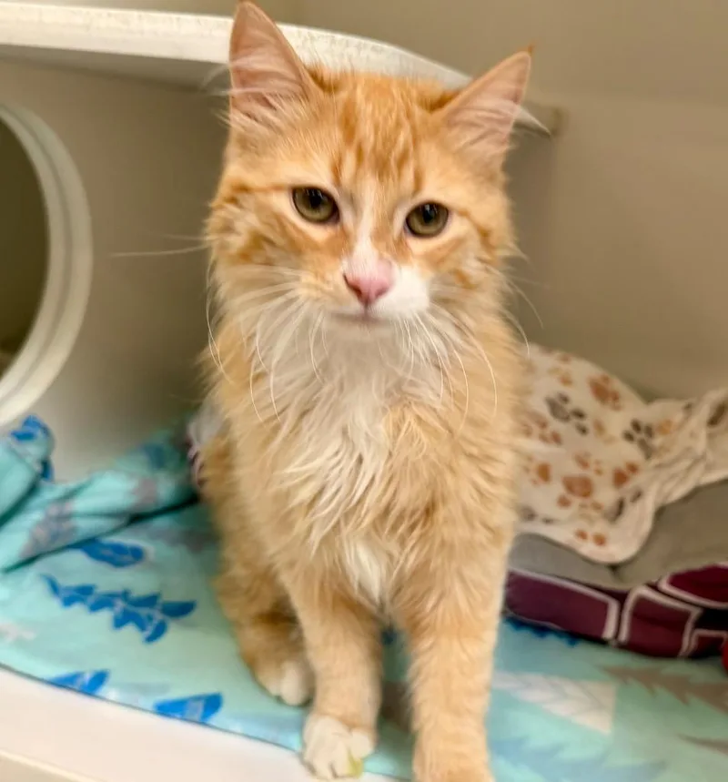 A baby medium-sized male Domestic Medium Hair cat named Cheeto for adoption in Columbia, IL