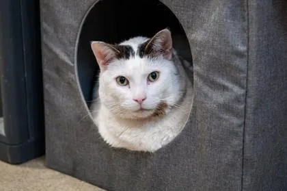 An adult medium-sized male Domestic Short Hair cat named Sam for adoption in Ringoes, NJ
