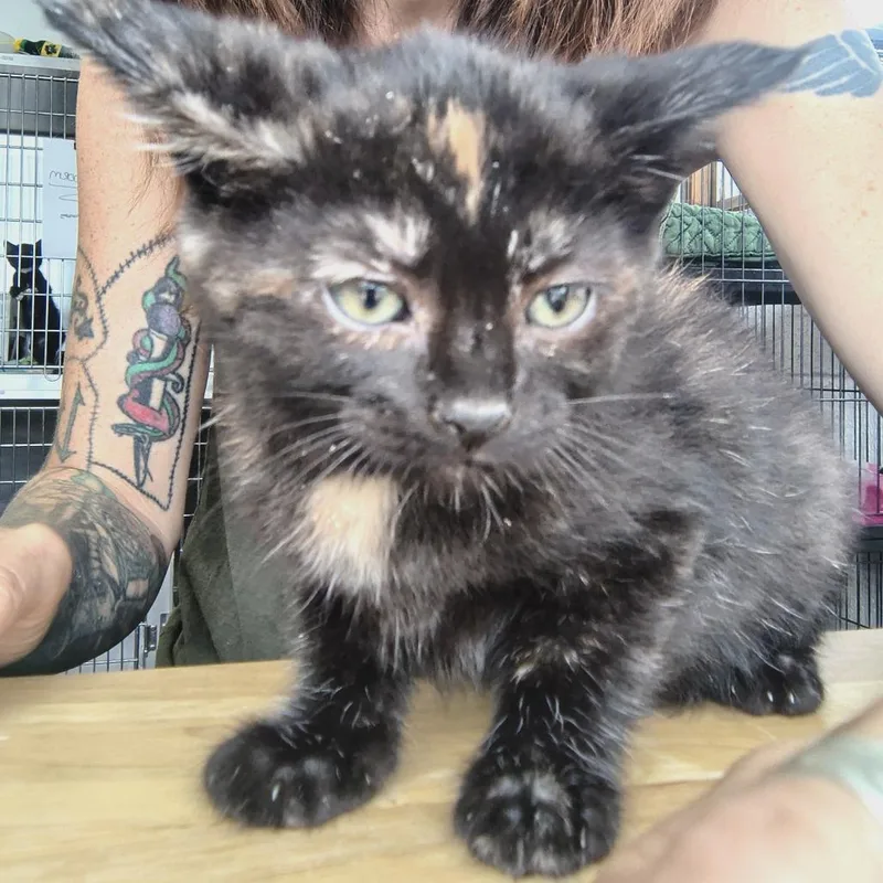 A baby small-sized female Black Domestic Short Hair cat named Rowena for adoption in Othello, WA