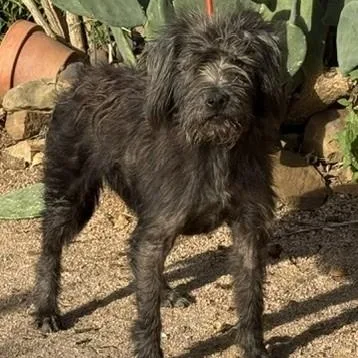 A young medium-sized male Black Schnauzer dog named Diesel for adoption in Williston, VT