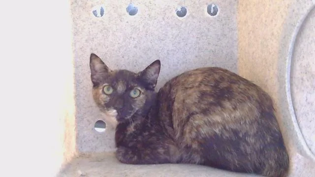 A baby medium-sized female Domestic Short Hair cat named A for adoption in Gardena, CA