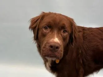 An adult large-sized male Flat-Coated Retriever dog named Andromeda for adoption in Golden Valley, MN