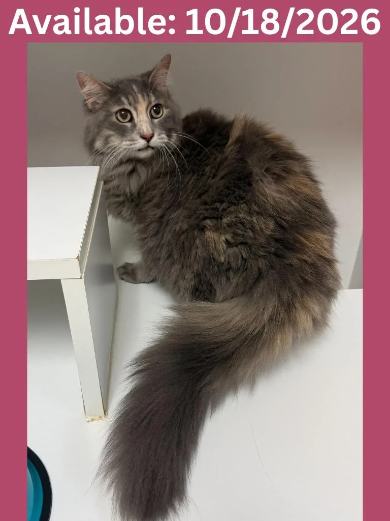A senior medium-sized female Domestic Long Hair cat named Cat Condo Hazel for adoption in Greenville, TX