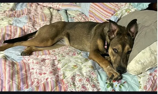 An adult large-sized female Belgian Shepherd / Malinois dog named Hazel for adoption in Raymond, MS