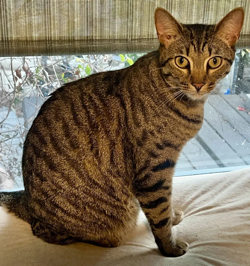 A young medium-sized male Domestic Short Hair cat named Anakin for adoption in Seal Beach, CA