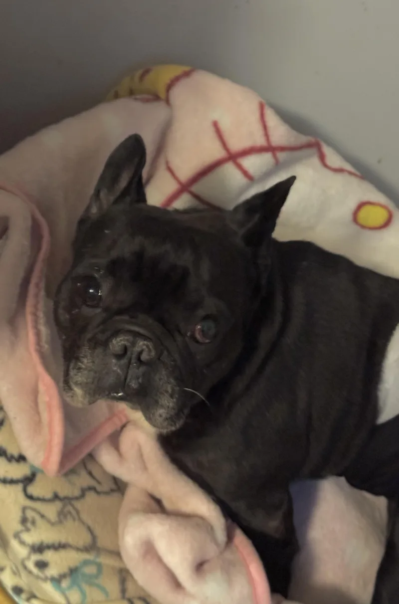 An adult small-sized male Black French Bulldog dog named Bandit for adoption in North Freedom, WI