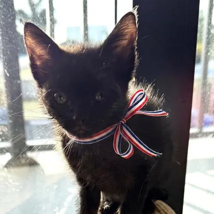 A baby small-sized female Black Domestic Short Hair cat named Kisses for adoption in Oakland Park, FL