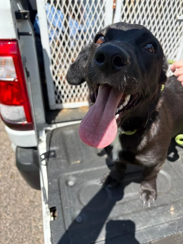 A baby medium-sized female Labrador Retriever dog named Skye for adoption in Ada, OK