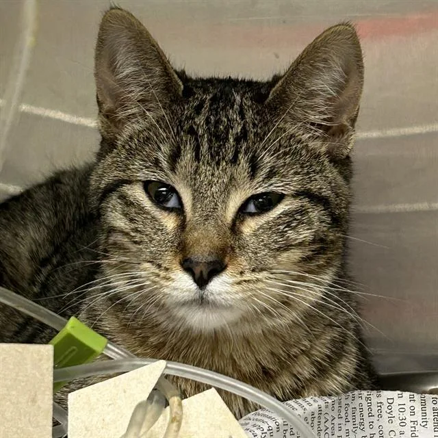 A young small-sized female Domestic Short Hair cat named Riley for adoption in San Antonio, TX