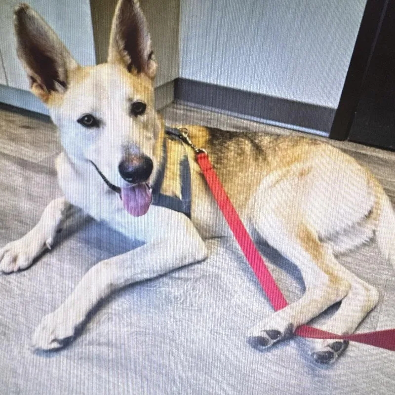 An adult medium-sized female Shepherd dog named Stella for adoption in Voorhees, NJ