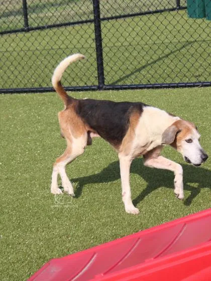 A senior large-sized male Hound dog named Nit for adoption in Kenansville, NC