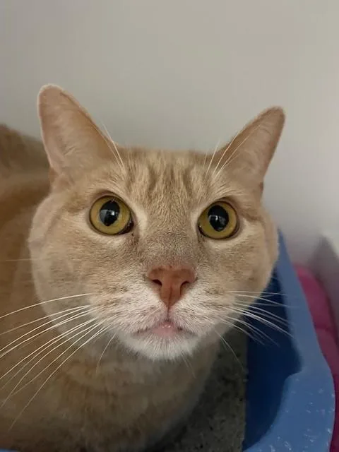 An adult medium-sized male Tabby (Buff / Tan / Fawn) Domestic Short Hair cat named Gordon for adoption in Hayward, WI