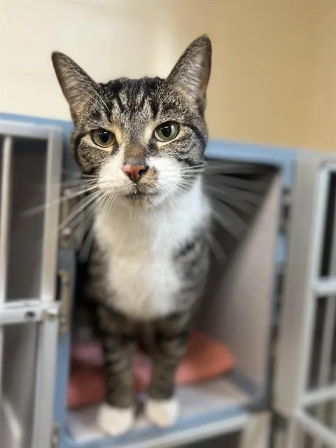 An adult large-sized male Domestic Short Hair cat named Camaro for adoption in Aliquippa, PA