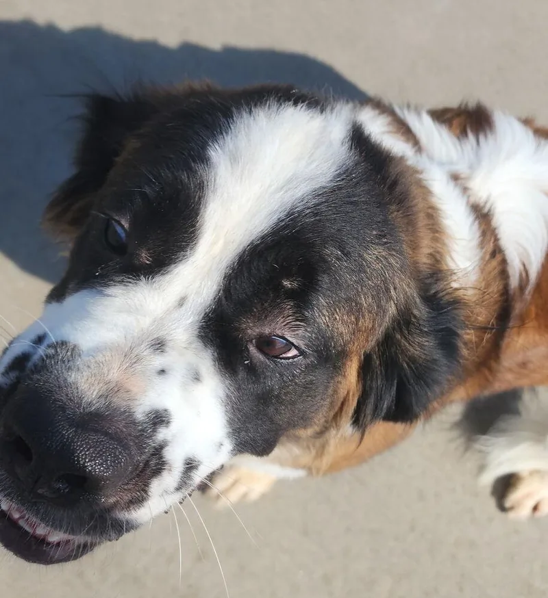 An adult large-sized male Tricolor (Brown, Black, & White) Saint Bernard dog named Konan for adoption in Aurora, CO