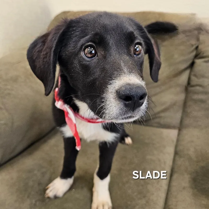 A baby medium-sized male Black Mixed Breed dog named Slade for adoption in Madisonville, TN