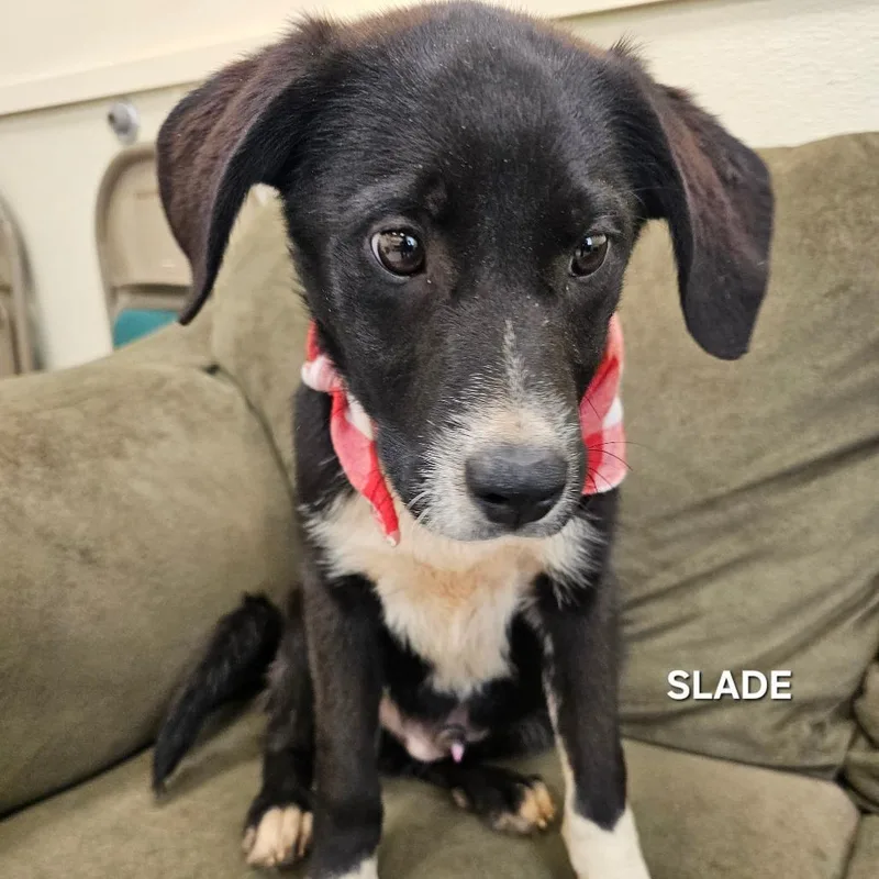 Slade thumbnail 2