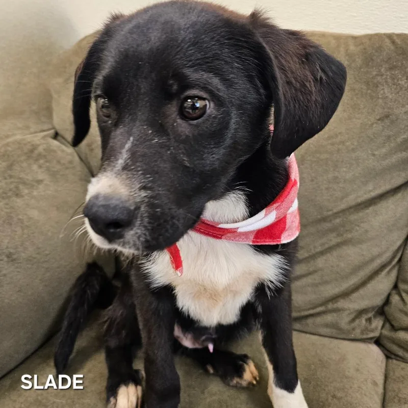 Slade thumbnail 3