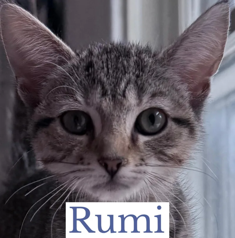 Rumi thumbnail 3