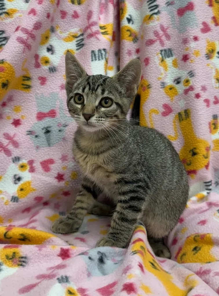 A baby small-sized male Domestic Short Hair cat named Coyote for adoption in Newberg, OR