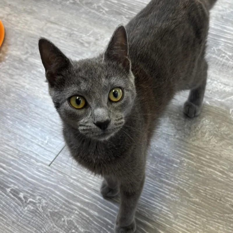 A young small-sized female Domestic Short Hair cat named Iris for adoption in Ridgely, MD