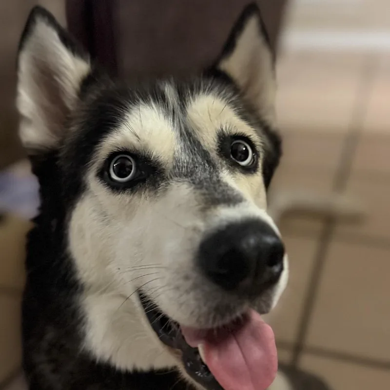 An adult medium-sized female Black Siberian Husky dog named Zara for adoption in Baton Rouge, LA